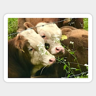 Two Cows Sticker